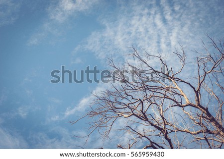 Vintage concept tree branches on the blue sky background , Vintage forest