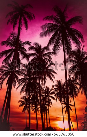Silhouette coconut palm trees on beach at sunset. Vintage tone. Royalty-Free Stock Photo #565965850
