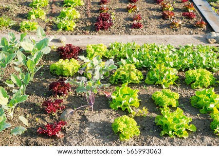 Fresh young green and red lettuce plants and kohlrabi on a sunny vegetable garden patch.  Vitamins healthy biological homegrown spring organic - stock image