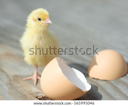 Small yellow chick hatched from an egg
