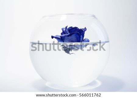 Blue Rose in an aquarium with water