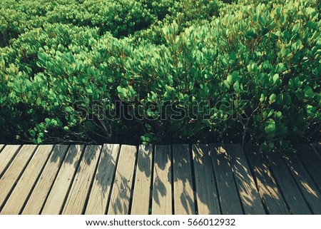 The mangrove and wood background.