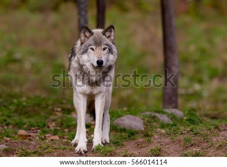 A lone Timber wolf or Grey Wolf Canis lupus standing in a field in autumn in Canada