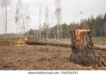 Forestry clearance and storage timber. Forest management.