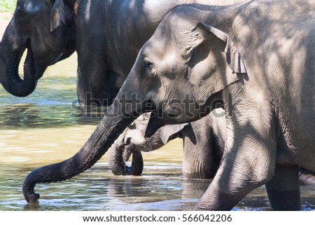 Elephants at a waterhole at Yala National Park, Sri Lanka.