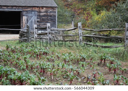 horizontal picture of rhubarb field with the barn in background