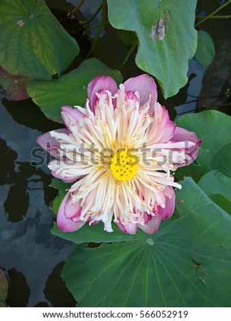 Pink lotus in the pond. Ho Chi Minh, Viet Nam