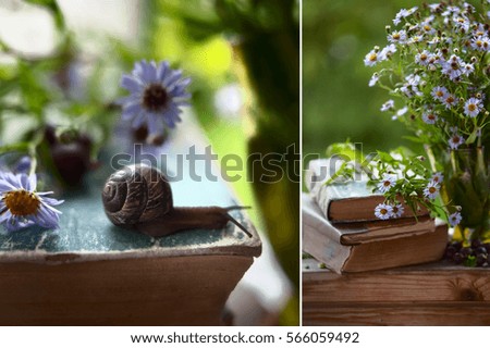 snail crawls along an old book surrounded by purple chrysanthemums. Summer Still Life