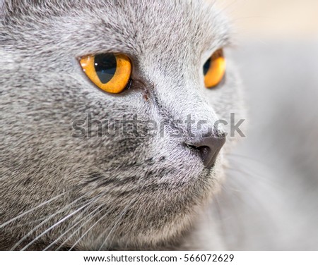 Cat Scottish Straight breed with orange eyes