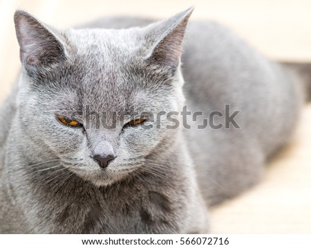 Cat Scottish Straight breed with orange eyes