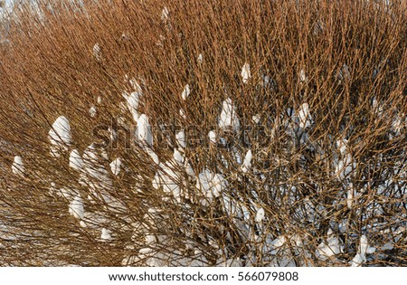 Bushes with the snow in a city park