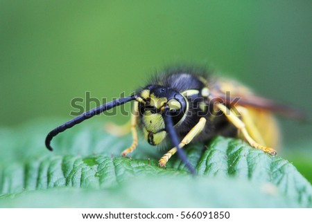 Macro photo of a wasp resting on a leaf of grass after a flight. predator lurking in anticipation of the victim. In the picture are clearly visible all the details and structure of the insect.