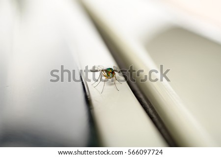 Small Insect