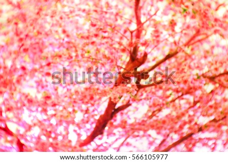 Blurred  background abstract and can be illustration to article of Sakura flower