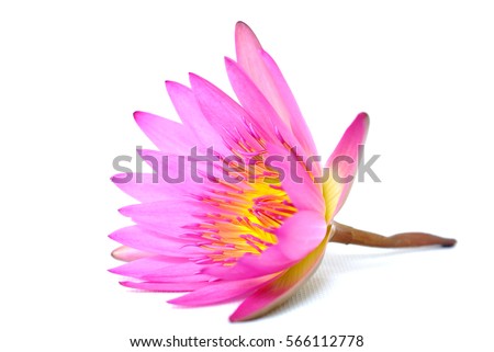 lotus isolated