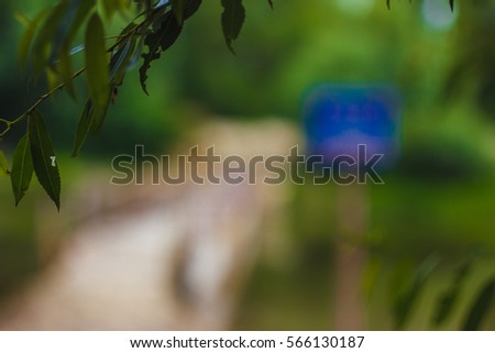 blurred green background with leaves of willow