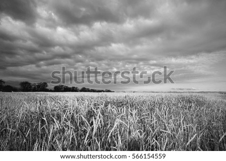 field of wheat, black and white