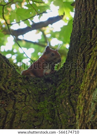 close up of european squirrel in germany