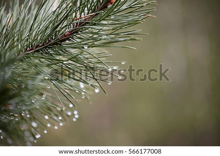 Stroke vinegars on pine needles