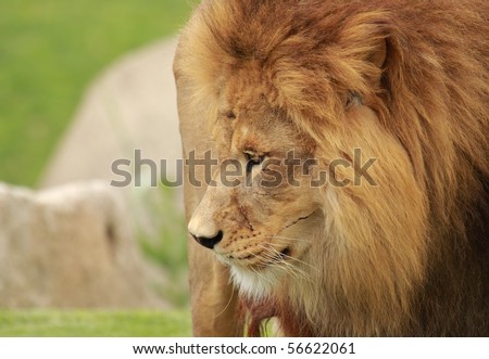 a picture of a fantastic african lion