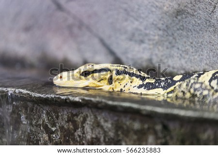 They are also known as the yellow-headed water monitor