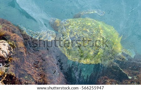 green sea turtle swimming next to the rocks in the ocean  in poipu, kauai, hawaii