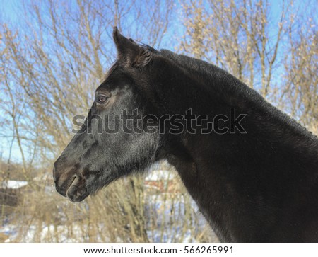 black horse stands against a background of leafless trees in winter