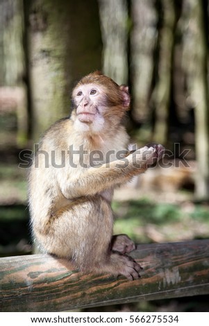 The monkey sits on a log in the forest and basks in the sun.