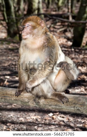 Monkey sitting on a log in the forest