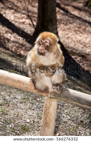 Monkey disabled with one eye sitting on a log in the forest