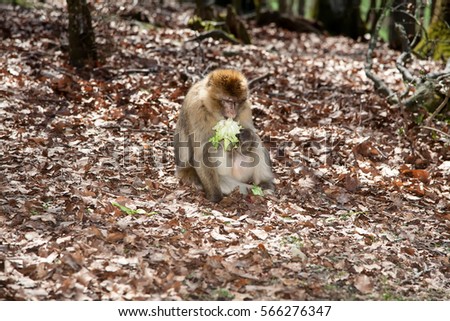 A monkey sits in the foliage in the forest and eats a green salad