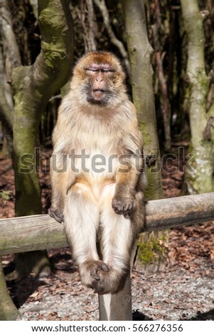 A monkey with his eyes sitting on a log in the forest and basking in the sun