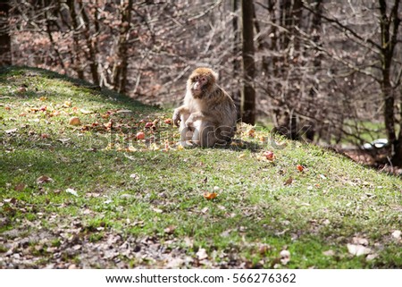 Monkey sitting on the grass in the forest and eating apples