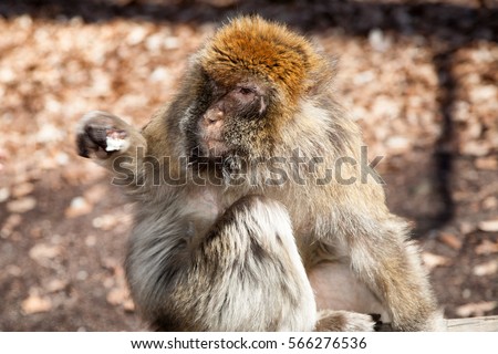 The monkey sits on a log in the forest and eats popcorn