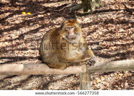 Monkey sitting on a log in the forest