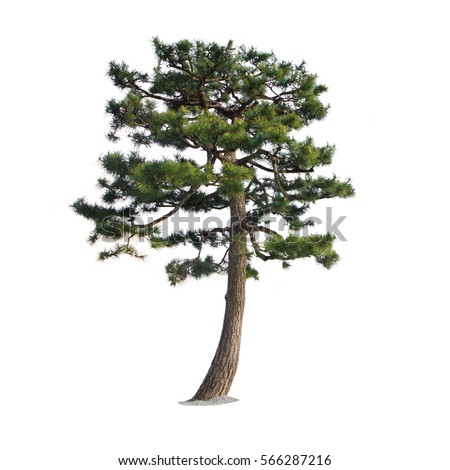 Pine Tree isolated on a white background Royalty-Free Stock Photo #566287216