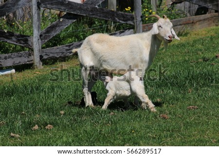 white goats Royalty-Free Stock Photo #566289517