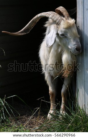 Large Billy Goat Royalty-Free Stock Photo #566290966