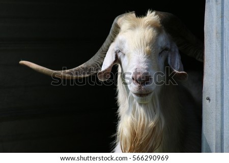 Large Billy Goat Royalty-Free Stock Photo #566290969