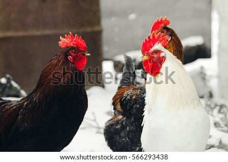 Roosters in the village with chickens in your environment,symbol of the year 2017