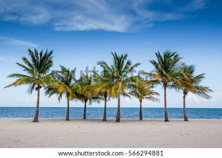 Palm trees by the ocean in Key Biscayne, Florida Royalty-Free Stock Photo #566294881