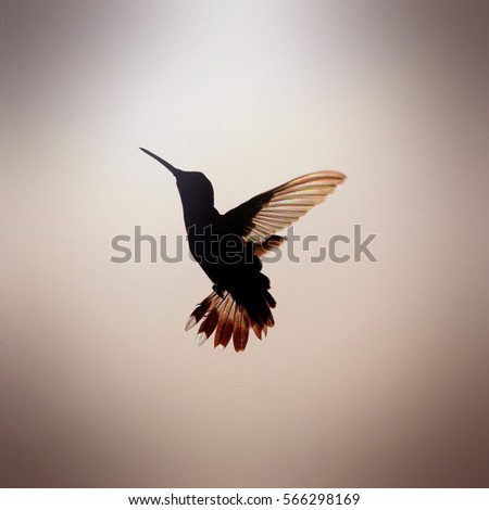 Rainbow Hummer in Flight - Photograph of a Ruby Throated Hummingbird in flight, silhouetted against a setting sun which shows rainbow like colors in the wings. Filter added to image for effect.