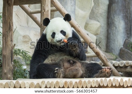 Image of a panda on nature background. Wild Animals. 