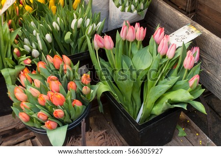 closeup of colorful tulips in a shop