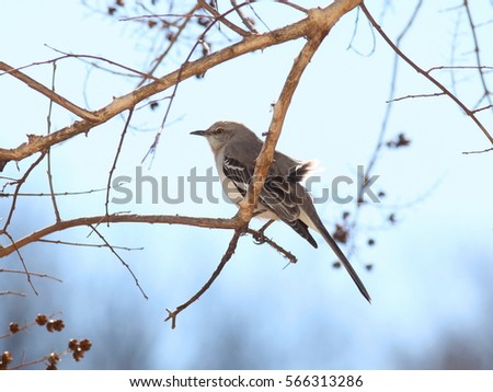 Mockingbird on a Branch - Photograph of a Mockingbird on a bare Crepe Myrtle branch in the winter.  Selective focus on the Mockingbird. 