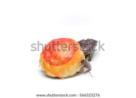 Close up Cockroach eats food   Isolated