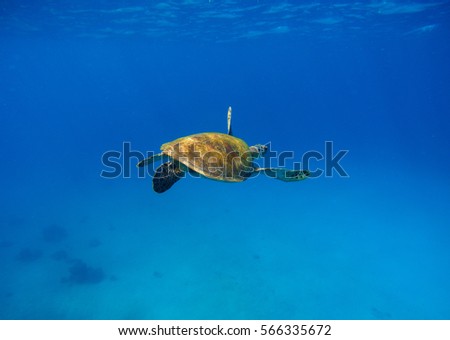 Sea turtle in water with dark blue background. Underwater photography of wild oceanic animal. Tropical seashore inhabitant. Lovely green turtle swimming and diving in sea water. Exotic nature photo