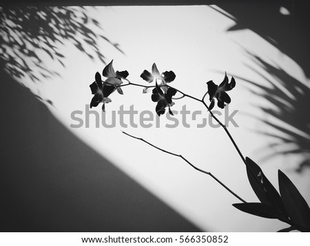 Purple Orchid in black and white color with shadow of the leafs.