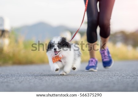 puppy dog running exercise on the street park in the morning