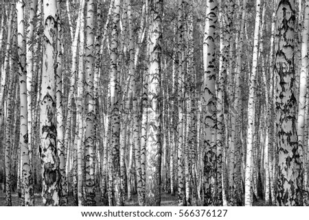birch forest background, black and white photo